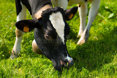 牛在草地上吃青草
