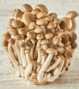 美味 蘑菇 营养 美食家 低的 真菌 杂货店 高热 山毛榉