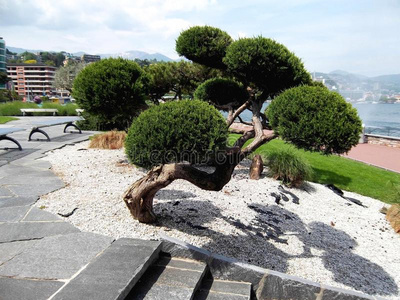 公园 草坪 自然 植物 春天 植被 树叶 天空 花园 盆景