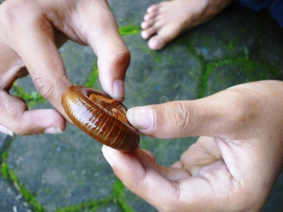 千足虫分离图片