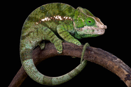 全球角变色龙(calummaglobifer)照片