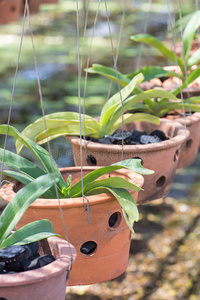 植物 爱好 陶瓷 园艺 领域 电线 室内植物 陶器 黏土