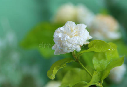 开花 芬芳 花园 园艺 植物学 安慰 花的 芳香疗法 优雅