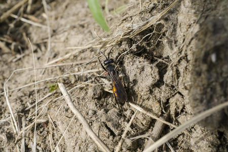 动物群 颜色 缺陷 动物学 甲虫 动物 花园 森林 圣甲虫