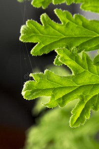 香茅植物