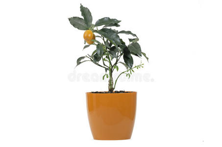 香茅橘子，原产于中国。