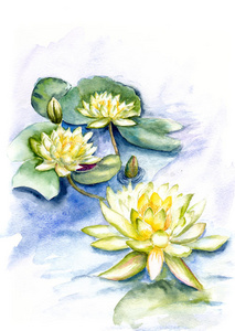 睡莲水彩图片