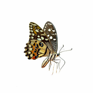 斑蝶科白色背景上孤立的蝴蝶照片