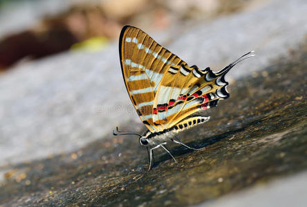 蝴蝶链剑尾，泰国