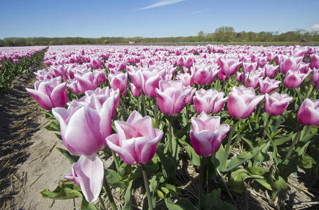 园艺 国家 粉红色 农业 领域 树叶 灯泡 荷兰语 产品