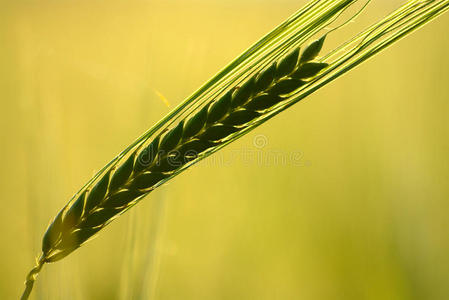 绿色的小麦耳朵轮廓