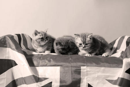 英国短毛小猫和英国国旗