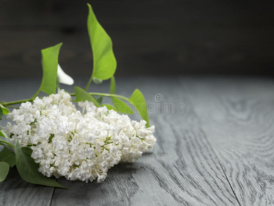 季节 橡树 花的 花束 植物学 美女 开花 颜色 美丽的