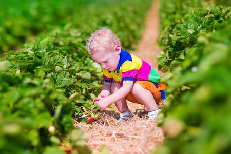 孩子在农场采摘新鲜草莓