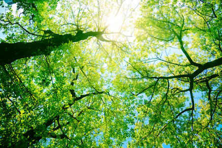 阳光下的森林或公园树木照片