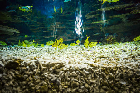 水族馆鱼类