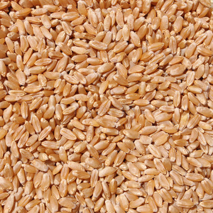 谷类食品 玉米 收获 自然 作物 植物 小麦 饮食 营养