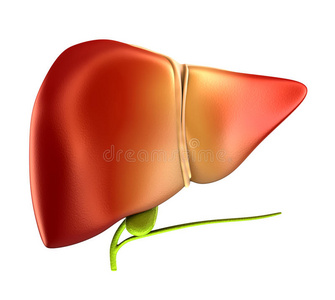 胆囊 真实的 功能 居住 胆汁 照顾 器官 人类 肝脏 解剖学