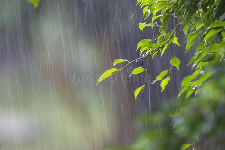 牛毛细雨蒙蒙细雨图片图片