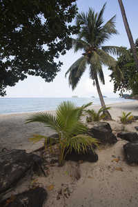 孤独的 椰子 亚洲 棕榈 石头 植被 植物 海滩 自然 暹罗