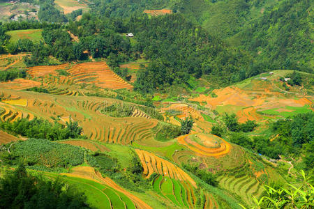 生长 小山 领域 地面 风景 地球 粮食 园艺 农业 亚洲