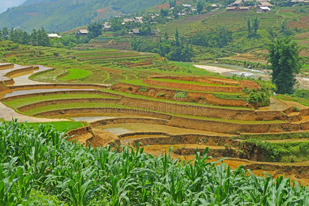 生长 领域 植物 小山 灌溉 农场 美丽的 文化 地球 地面