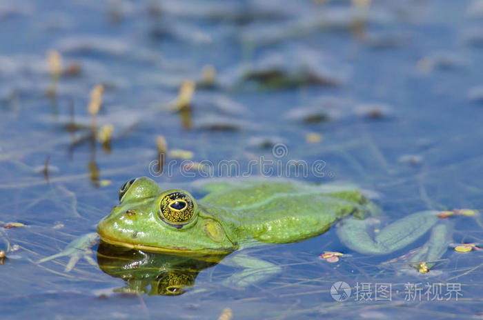 水中的绿蛙