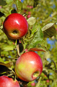 花园里苹果树树枝上新鲜成熟的苹果