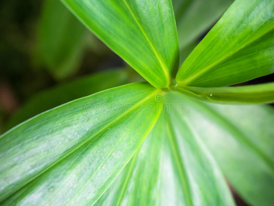 生活 不对称 细胞 季节 植物区系 生态学 植物学 健康