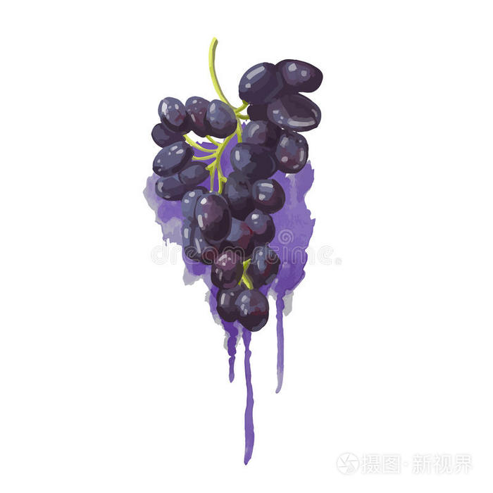 葡萄在水彩风格与紫色