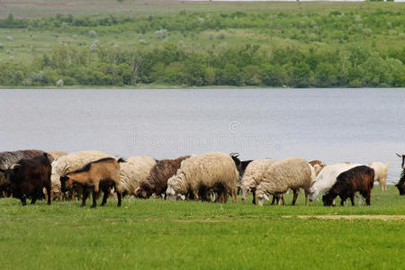 羊群放牧