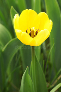 摄影 春天 自然 郁金香 花瓣 植物 颜色 形象 美女
