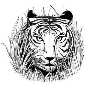 老虎脸的黑白矢量草图。
