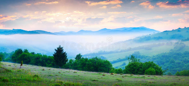 五彩缤纷的夏天早晨在雾蒙蒙的喀尔巴阡山