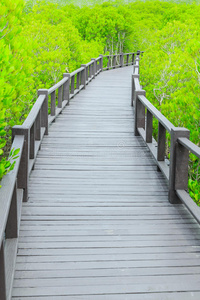 红树林步道