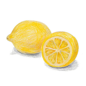 手绘彩色铅笔柠檬素描与阴影照片