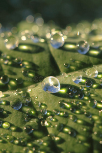绿叶和水滴