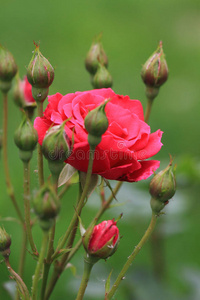 特写镜头 植物 自然 美丽的 花的 玫瑰 颜色 花园 夏天