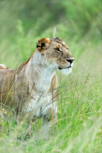 鬃毛 非洲 生物 狮子 肯尼亚 动物 哺乳动物 危险的 猫科动物