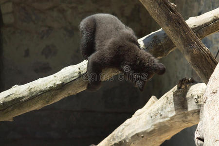 一只小黑熊在一棵大树上玩耍