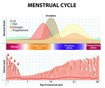 妇科学 雌激素 图表 细胞 身体 周期 变化 解剖 内分泌