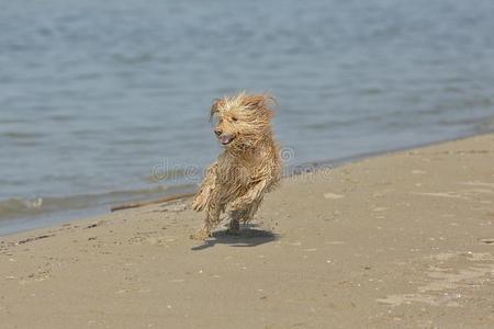 狗在海滩上奔跑