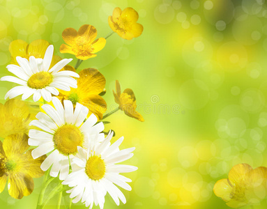 黄油和洋甘菊背景。 黄色的花背景。