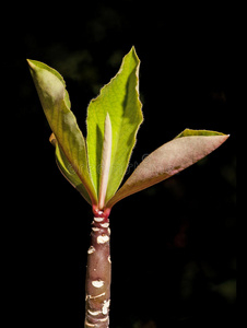 新的 分支 花园 特写镜头 春天 细枝 植物区系 植物 季节