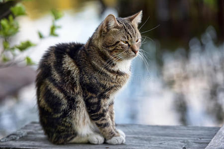 美丽的塔比猫户外