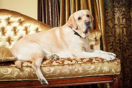 活的 房子 可爱极了 地板 家具 幸福 期待 犬科动物 哺乳动物