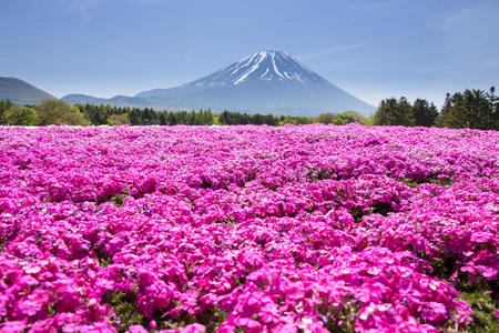 粉红色 藤山 富士 攀登 节日 领域 文化 花园 风景 秋天