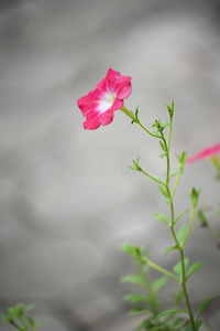 美丽的粉红色花朵和混凝土背景。 长春花。