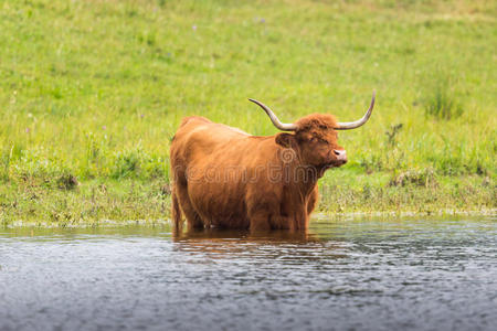 高地 可爱的 乡村 高地人 动物 草地 奶牛 牲畜 风景