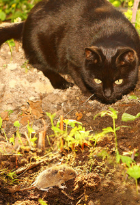 夏天花园里的黑猫猎嘴